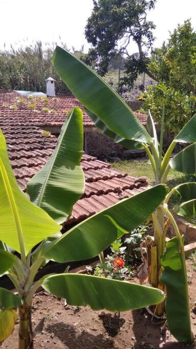 Rural House To Take A Break, La Serreria 25 - Private Garden タコロンテ エクステリア 写真
