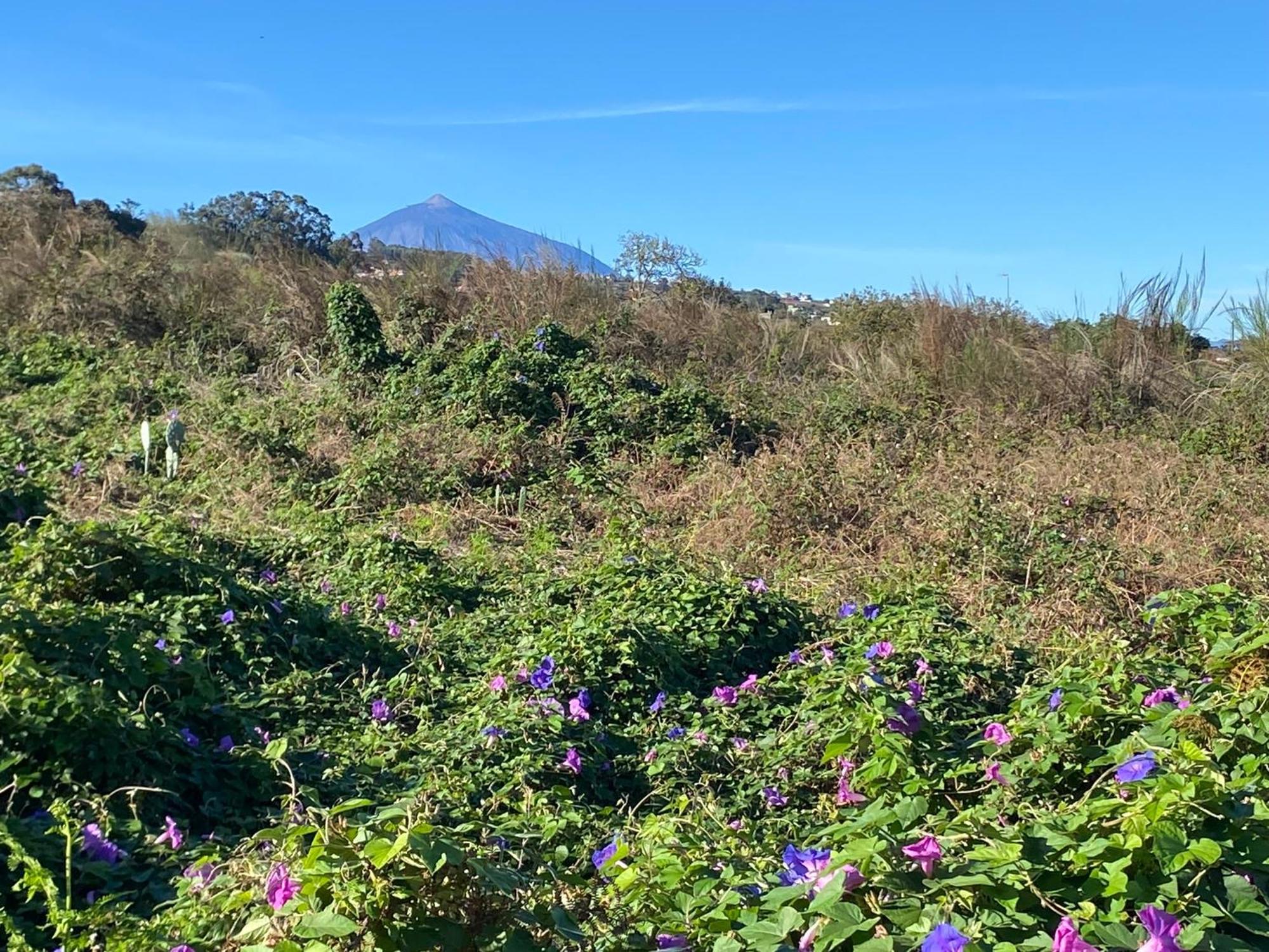 Rural House To Take A Break, La Serreria 25 - Private Garden タコロンテ エクステリア 写真